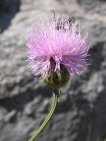 flor centaureaintybacea