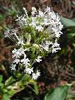 herba de sant jordi