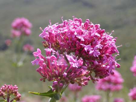 index flors vermelles