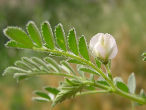 index flors blanques7