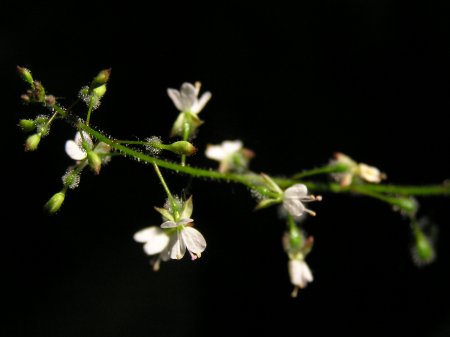 index flors blanques5