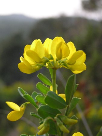 index flors grogues5