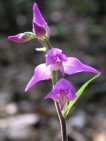 flor cephalanthera