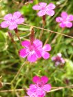 dianthus seguieri