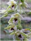 epipactis fulla ampla