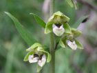 epipactis muelleri