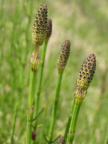 index plantes sense flors 1