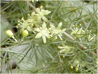 flor esparraguera