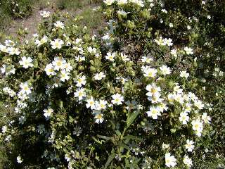 flor estepa negra