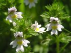 euphrasia rostkoviana