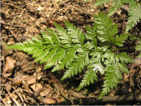 index plantes sense flors 1