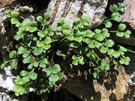 index plantes sense flors 1