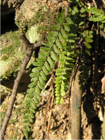 index plantes sense flors 1