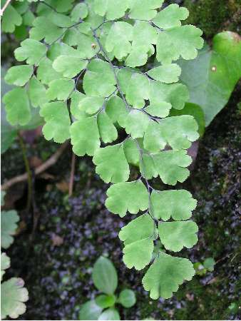 index plantes sense flors 1