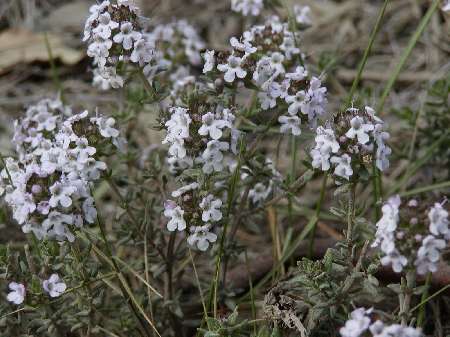 farigola