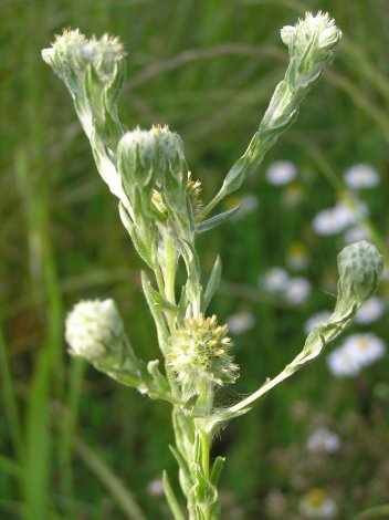 index flors verdes