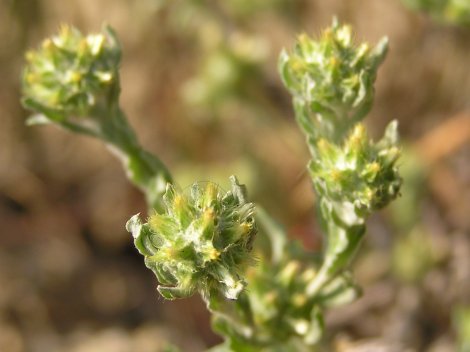 index flors verdes