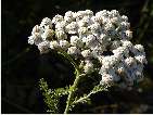 flor achillea