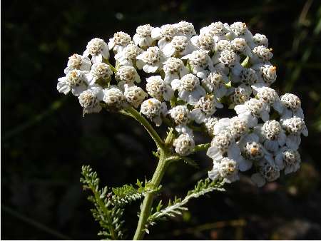 index flors blanques3