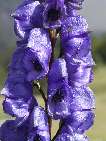 flor aconitum napellus