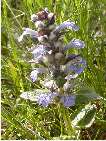 flor ajuga reptans