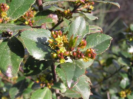 index flors verdes