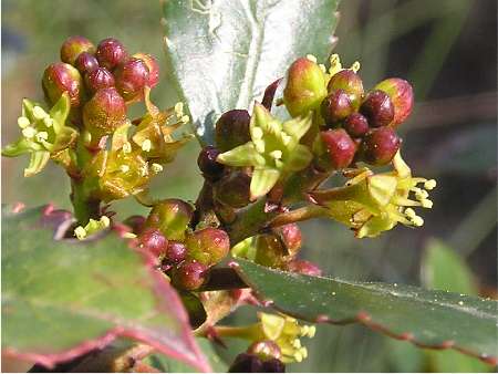 index flors verdes