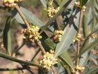 flor aladern fulla estreta 