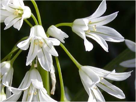 index flors blanques