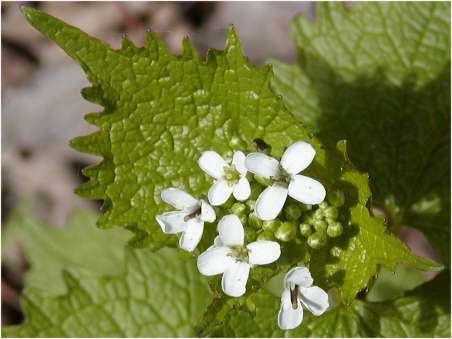 index flors blanques4