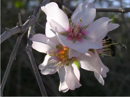 index flors blanques