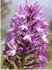 flor anacamptis