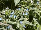 flor anchusa.