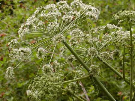 index flors blanques3