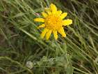 flor anthemis