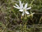 flor anthericum