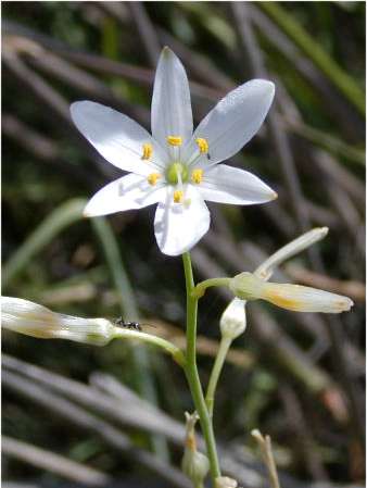 index flors blanques2