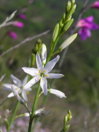 index flors blanques2