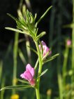 flor antirrhinum