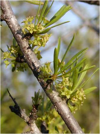 index flors verdes2