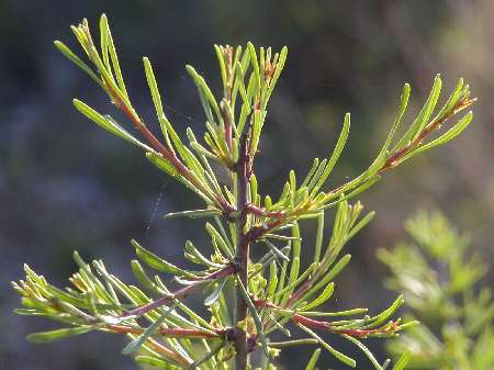 index flors verdes2