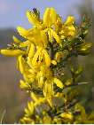 flor genista scorpius