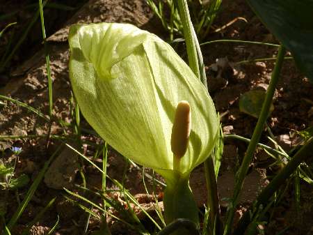 index flors verdes2