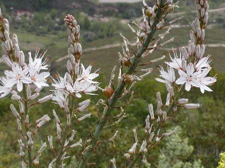 index flors blanques4