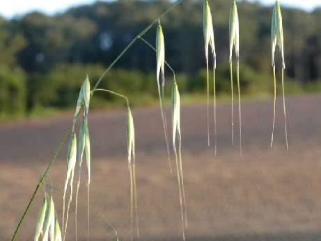 index flors verdes