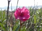 flor nerium oleander