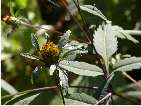 flor bidens tripartita.htm