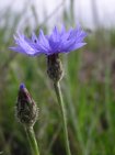 flor blauet