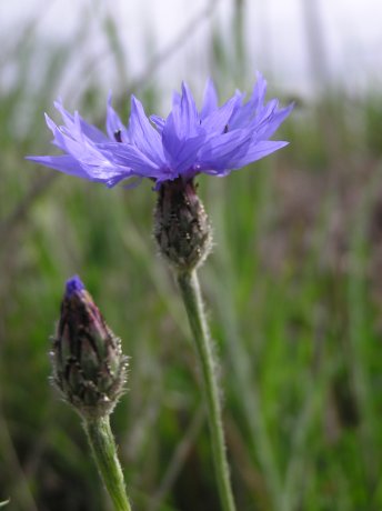 index flors blaves4