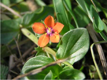 index flors vermelles